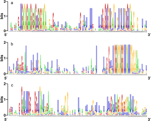 Figure 3. Graphical representation (WebLogo) of the conserved nucleotide sequences among the pre-miRNA orthologs of (a) pre-miR156a, (b) pre-miR166a, and (c) pre-miR171a.