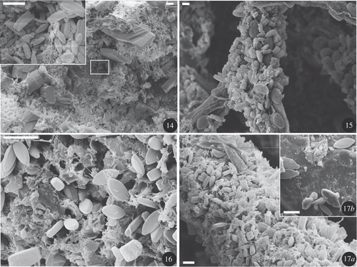 Figs 14–17. SEM photos of dehydrated biofilms. Figs 14a, b : site #4 transferred in R (day 60), diatoms are observed mainly in depressions. Fig. 15: site #2 (day 0), epiphytic diatoms on filamentous algae. Fig. 16: site #2 (day 0), Eolimna subminuscula, non-attached, motile diatoms present in a mixture of detritus with bacteria. Fig. 17 a: site #3 transferred in R (day 29), filamentous algae colonized by diatoms. Fig. 17 b: site #3 transferred in R (day 29), sandstone substratum presenting a lower density of diatoms than on filamentous algae. Scale bars: 10 µm (Figs 15, 16, 17); 20 µm (Fig. 14).
