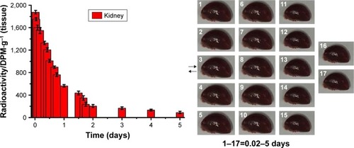 Figure 2 The distribution of quercetin/PEG-b-(PELG-g-PZLL) compound in rats.Note: The distribution of quercetin/PEG-b-(PELG-g-PZLL) in rats and results expressed as mean ± standard deviation.Abbreviations: PEG-b-(PELG-g-PZLL), poly(ethylene glycol)-b-(poly(ethylenediamine l-glutamate)-g-poly(ε-benzyloxycarbonyl-l-lysine)); DPM, disintegrations per minute.