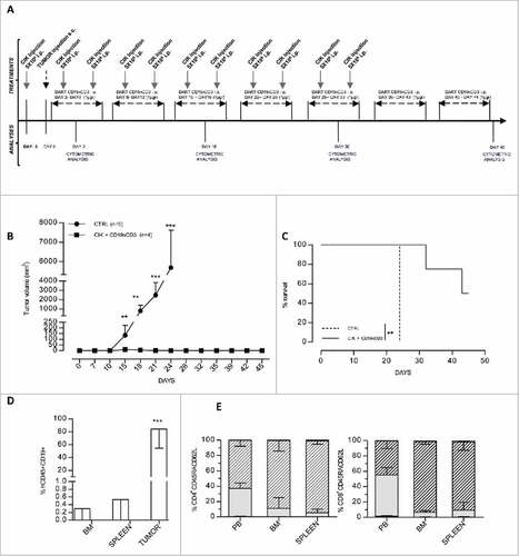 Figure 7. CD19xCD3 DART suppresses DLCL patient derived tumor growth in NSG mice (A) Treatment schedule. NSG mice were inoculated with 5 × 106 CIK cells i.p. and after 3 d tissue samples of DLBCL PDTX were implanted (s.c.) on the ventral and/or dorsal regions. CIK cells (5 × 106 cells/mouse) were infused biweekly for 5 successive weeks. CD19xCD3 DART (1μg/mouse) was administrated i.p., daily for 7 consecutive weeks. (B) Tumor volume progression was monitored once a week. Values correspond to the mean ± SD. Statistical significance was determined by unpaired Student's t-test vs. the untreated control group (## P < 0.01; ### P < 0.001). (C) Kaplan-Meier analysis of mice engrafted s.c. with DLBCL (black dotted line) and treated with CIK and CD19xCD3 DART (black line). Two CD19xCD3 DART animals without sign of disease were killed during treatment to histological analysis (black line). (D) The percentage of human CD45+CD19+ at the end point was evaluated by FACS analysis in bone marrow, spleen, and tumor in untreated mice (white column) and in mice treated with CIK plus CD19xCD3 DART (gray column). Values correspond to mean ± SD (### P < 0.001). (E) Differentiation stage of CIK cells from mice group treated with CD19xCD3 DART at the end point. The left panel shows analysis performed on CD4+ cells and right panel show analysis performed on CD8+ cells.