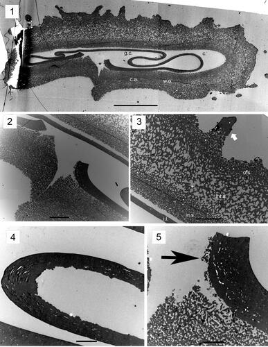Plate 2. Megaspore ultrastructure of Biharisporites arcticus var. productus Chi & Hills, specimen 410-03 (Upper Givetian of the Kursk Region, Russia), all photomicrographs taken with a transmission electron microscope; the general morphology is shown in Plate 1 (figure 5). 1. Composite image of the section showing bilayered sporoderm, cavity between the layers (c.), gametophyte cavity (g.c.), and the contact area (c.a.); note the intermediate sublayer of the outer layer of the sporoderm (w.o.) that wedges out at the contract area and the apertural region (asterisk). 2. Enlargement of figure 1 showing the apertural region. 3. Fragment of the distal sporoderm, showing sublayers of the outer layer: outer sublayer (o.s.), intermediate sublayer (int.s.), inner sublayer (in.s.), and inner layer (i.l.). The white arrow indicates a sculptural element formed by the outer sublayer of the outer layer. 4. Fragment of the inner layer of the sporoderm showing gaps between the laminae that constitute this layer. 5. Enlargement of figure 2, which clearly shows the laminate structure of the inner layer of the sporoderm, as well as the cavity between the inner and outer layers near the ray of the trilete mark. The black arrow points to the units of the outer layer. Scale bar: 1 = 50 µm; 2, 3 = 10 µm; 4, 5 = 3 µm.