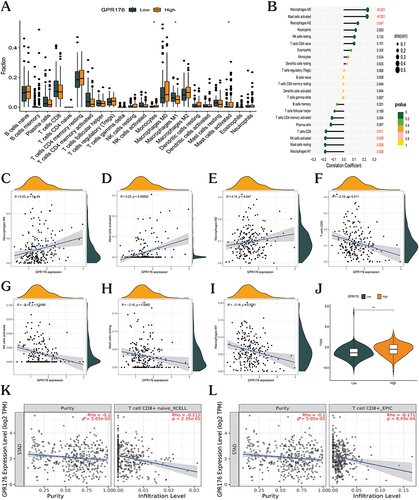 Figure 8 GPR176 inhibits the proliferation of CD8+ T cells and mediates immune escape in GC. (A) Box plots based on GPR176 expression analysis differences with 22 immune cell types in GC. (B) Correlation between GPR176 expression and 22 immune cell types in GC. (C–E) GPR176 expression was positively linked to macrophages M0, activated mast cells, and macrophages M2. (F–I) GPR176 expression was negatively correlated with T cells CD8, NK cells activated, Mast cells resting, and Macrophages M1. (J) Assessment of immune evasion efficacy in the high- and low-GPR176-expression groups. (K–L) GPR176 expression in XCELL33 and EPICS34 algorithms was negatively correlated with CD8+ T cells. (*p < 0.05; ***p < 0.001).