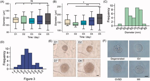 Figure 4. Development of follicles within scaffolds. Diameter changes of (A) small follicles and (B) large follicles over 5-day culture. ns, no significance; *p < 0.05; **p < 0.01. Histogram of (C) oocyte diameter and (D) diameter ratio of follicles versus oocytes. (E) Morphological observation of follicle growth and ovulation. Scale bar = 50 μm. (F) Representative images of oocytes of different stages. Scale bar = 50 μm. GV, germinal vesicle; GVBD, germinal vesicle breakdown; MII, metaphase II.