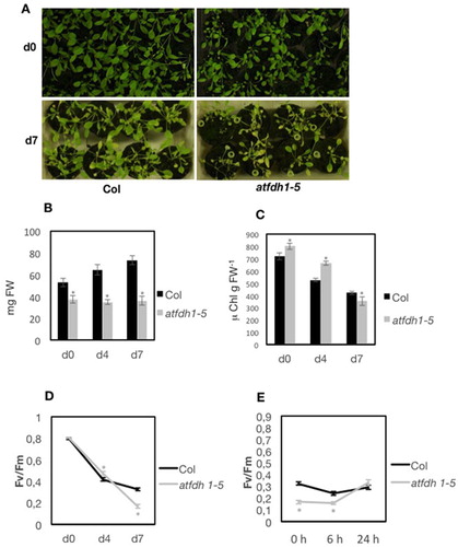 Figure 5. Dark-induced senescence in atfdh1-5 whole plants. (A) three weeks old wt Col and atfdh1-5 plants before light deprivation (day 0, upper panel) or after 7 d in darkness (d7, lower panel); (B) rosette weight (mg FW) and (C) total leaf chlorophyll (μg chlorophyll g FW−1) of Col and atfdh1-5 plants before light deprivation (d0), or after 4 or 7 d in darkness (d4, d7); bars in (B) and (C) are mean values ± SE from at least 8 independent samples each. (D) Fv/Fm of Col and atfdh1-5 before light deprivation (d0), or after 4 or 7 d in darkness and (E) after 7 d in darkness followed by 6 h or 24 h recovery at light; each point in (D) and (E) is the mean value ± SE from at least 33 independent samples each. Asterisks in grey indicate statistically significant differences of atfdh1-5 values, with respect to wt, according to χ2 test (P < 0,001) (B, C) or T-test (P < 0,05) (D, E).