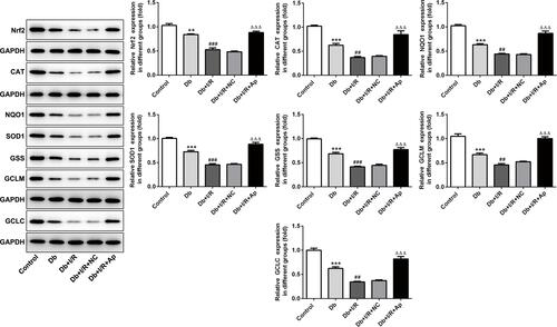 Figure 4 Apelin had a promotive effect on Nrf2 and its downstream genes. Western blot detection of Nrf2, CAT, NQO1, SOD1, GSS, GCLM and GCLC levels under five treatments. **p<0.01, ***p<0.001 vs control; ##p<0.01, ###p<0.001 vs Db; ΔΔΔp<0.001 vs Db+I/R+NC.