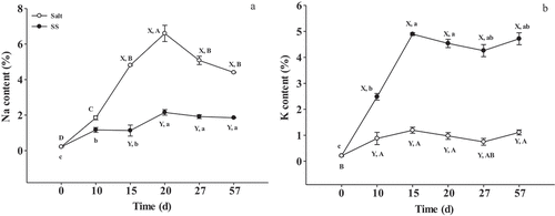 Figure 1. Changes of Na (A) and K (B) content in dry-cured beef during processing. Salt = dry-cured beef treated with salt; SS = dry-cured beef treated with salt substitute (39.7% of NaCl, 51.3% of KCl and a mixture of 7% L-lysine and 2% L-histidine). Different capital letters (A–D) indicate significant differences among the different times of salt (P < .05), and different lowercase letters (a–c) indicate significant differences among the different times of SS (P <.05). Different capital letters (X, Y) on the same day indicate significant differences among the different treatments (P < .05). Error bars represent the standard deviation of means (n = 3)
