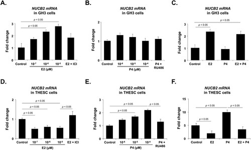 Figure 2. NUCB2 mRNA expression after E2 and P4 treatment in GH3 and THESC cells. (A) NUCB2 mRNA expression in GH3 cells is dose-dependently increased by E2 treatment but significantly decreased when cells are co-treated with an E2 inhibitor (ICI 182780). (B, C) P4 treatment does not affect NUCB2 mRNA expression, but its expression is enhanced when cells are co-treated with E2. (D) In THESC cells, E2 treatment decreases NUCB2 mRNA expression, which is attenuated by co-treatment with ICI 182780. (E) Conversely, P4 treatment dose-dependently increases NUCB2 mRNA expression, which is attenuated by co-treatment with the P4 antagonist RU486. (F) The elevation of NUCB2 mRNA expression induced by P4 treatment is attenuated by co-treatment with E2. All data are represented as mean ± SEM (n = 6). Differences between values were considered statistically significant when p < 0.05.