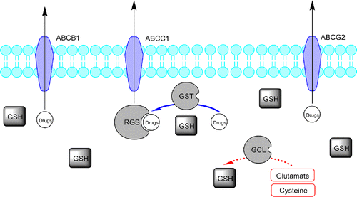 Figure 1 . Representative scheme of the glutathione pathway and ABC-transporters family role in drug elimination and defence. Glutathione S-transferases (GSTs) conjugate GSH to drugs and drug metabolites facilitating the ATP-dependent elimination of drugs or drug-GS conjugates, involving ABC transporters (like ABCB1, ABCC1 and ABCG2). The drug/drug metabolites and intracellular GSH equilibrium is a major determinant of blood drug level.