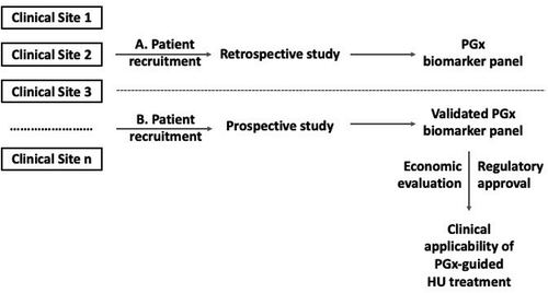 Figure 1. Overview of the stepwise approach to identify, validate and possibly incorporate PGx biomarkers into routine clinical practice based on individualized HU drug treatment response