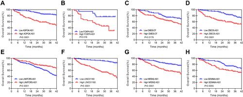 Figure 4 KM curve of 8 lncRNAs in 251 pairs of matched HCC tissues and adjacent normal tissues. (A) ADPGK-AS1, (B) FOXP4-AS1, (C) GMDS-DT, (D) ZBED5-AS1. (E) LAMTOR5-AS1, (F) LINC01160, (G) NRSN2-AS1, (H) SEMA6A-AS1.