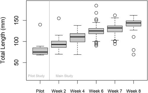Figure 2. Box plot summarizing the distribution of total lengths (TLs) of loaches caught during the pilot study and the main study. Weeks 2, 4, and 6 of trapping were preceded by eDNA sampling during Weeks 1, 3, and 5. Weeks 7–8 comprised of only trapping using the remaining eDNA positive sites that were not trapped during week 6. One minnow trap per site was used during the pilot, while ten minnow traps per site were used for the main. The open circle points represent total length outliers. The bold black line in each box represents the median length and the whiskers extend 1.5 times the interquartile range.