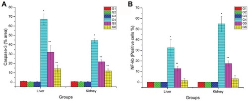 Figure 8 Bar chart representing (A) the mean % area of caspase-3 immunopositivity in the liver and kidney tissue sections. (B) Percentage of NF-ĸB immunopositive nuclei within hepatocytes and renal tubular epithelium of rats in different groups. Values represented as Mean ± SD. *Indicates significant difference from the corresponding control group (G1) at P ≤ 0.05. **Indicates significant difference from the corresponding CuO-NPs group (G4) at P ≤ 0.05.Abbreviations: G1, control group; G2, group received 1 mL/kg bwt PJ; G3, group received 3 mL/kg bwt PJ; G4, group received CuO-NPs; G5, group received CuO-NPs + 1 mL/kg bwt PJ; G6, group received CuO-NPs + 3 mL/kg bwt PJ.