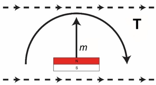 Figure 3 The internal retention magnet is subjected to a magnetically induced torque, T (solid line), during magnetic resonance imaging (MRI) if its magnetization, m, deviates from the static magnetic field of the MRI scanner (dashed lines).
