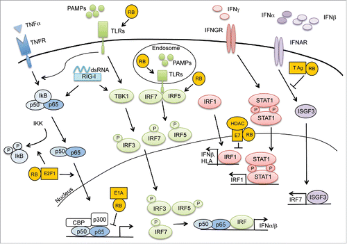 Figure 2. Anti-viral immunity requires RB. Recognition of viral motifs by mediators of the innate immune response triggers an anti-viral immune response through a variety of signaling pathways. Expression of NF-κB and IFN-mediated gene targets require RB to elicit an efficient immune response. Various viral products including E1A, E7, and Large T antigen disrupt these essential processes through their interactions with RB.