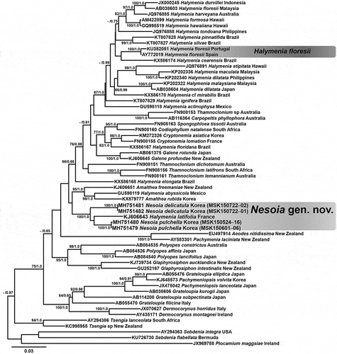 Fig. 1. Phylogenetic tree of the Halymeniaceae including the new genus Nesoia with outgroup taxa based on ML analysis of rbcL sequences. Support values on each branch are ML bootstrap (>60%, left) and Bayesian posterior probability (>0.60, right). Scale bar represents substitutions per site.