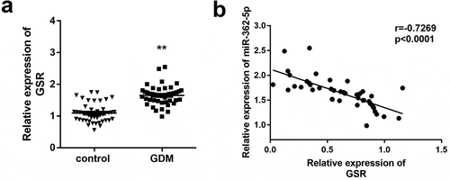 Figure 4. Upregulation of GSR expression was measured in placenta tissues of GDM. (a) GSR expression was tested in placenta tissues from 40 healthy and 40 GDM women by qPCR. (b) MiR-362-5p and GSR relationship in GDM placenta tissues was determined by Pearson correlation coefficient. **P < 0.01