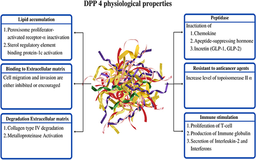 Figure 3 Physiological properties of DPP-4 in various regions.