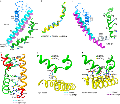 Figure 5. An unusual voltage-insensitive VSLD. a-c, comparison of structures of the indicated regions of CNG channels and a Kv1.2–2.1 chimaera, viewed parallel to the membrane. a, structure of S4-S6 of CNGA3, showing a segmented S4 and a short and flexible S4-S5 linker (PDB accession no. 7RHS). S4 positive charges are indicated. b, superposition of S4 of human CNGA3, human CNGA1 (PDB accession no. 7RH9) and C. elegans TAX-4 (PDB accession no. 6WEJ). c, structure of S4-S6 of a Kv1.2–2.1 chimaera, showing a continuous α helical S4 and a long and α helical S4-S5 linker (PDB accession no. 2R9R). Positive charges R0–R6 correspond to R287, Q290, R293, R296, R299, K302 and R305, respectively [Citation88]. d, interactions of CNGA3 S4 positive charges with partner residues in S1 and S2 (PDB accession no. 7RHS). e, f, interactions between S4-S5 and helices A’B’ of the gating ring in closed (PDB accession no. 7RHS) and open (PDB accession no. 8EVC) CNGA3/CNGB3 channels.