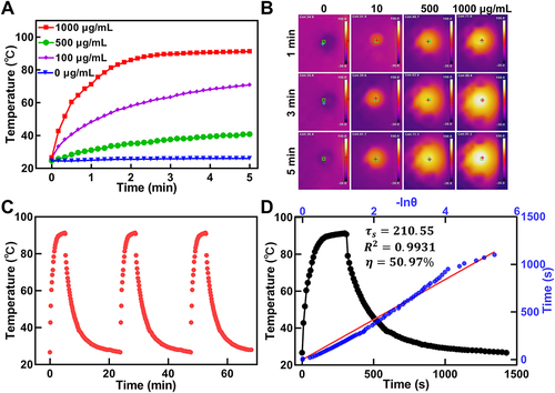 Figure 5 Photothermal performance of MEC. Real-time temperature measurements (A) and infrared thermal images (B) of MEC aqueous solution at different concentrations (0, 100, 500, 1000 μg/mL) exposed to NIR laser irradiation (808 nm, 2 W/cm2). (C) Temperature curves of MEC aqueous solution (1000 μg/mL) under NIR laser irradiation (808 nm, 2 W/cm2) for three cycles (5 min of irradiation for each cycle). (D) Determination of MEC’s photothermal conversion efficiency during laser irradiation. Blank dot line: Temperature change curve of the MEC aqueous solution (1000 μg/mL) under NIR laser irradiation (808 nm, 2 W/cm2) for 300 s, followed by laser deactivation. Blue dot and red line: Plot of cooling time (after 300 s) versus negative natural logarithm of driving force temperature.