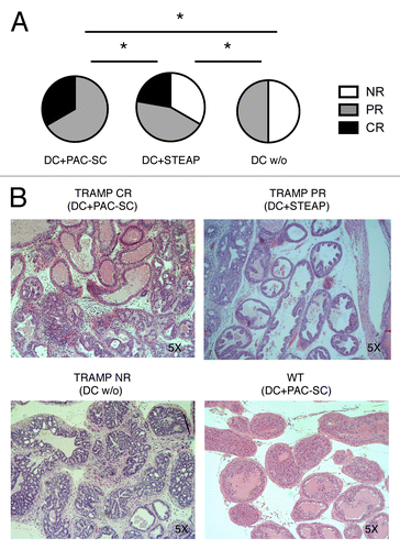 Figure 6. Dendritic cells pulsed with prostate adenocarcinoma-derived stem cells cooperate with hematopoietic stem cell transplantation and donor lymphocyte infusion in inducing tumor regression in TRAMP mice. (A and B) Sixteen week-old TRAMP mice received total body irradiation (TBI), 1 × 107 bone marrow cells from C57BL/6 female donors (hematopoietic stem cell transplantation, HSCT), 6 × 107 splenocytes from non-presensitized C57BL/6 female donors (donor lymphocyte infusion, DLI), two vaccinations with dendritic cells (DCs) pulsed with either prostate adenocarcinoma-derived stem cells (DC+PAC-SC; n = 6), either STEAP (CD+STEAPn = 9) or nothing (DC w/o; n = 6), and were killed one week after the last vaccination. The urogenital apparata (UGA) of euthanized mice were collected and embedded in paraffin. Slides were stained with hematoxylin and eosin (H&E) (B) and scored by a trained pathologist in a blind fashion (A). Statistical comparisons were performed by means of χ2 tests: *p < 0.05