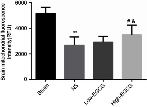 Figure 2 Comparison of the cerebral mitochondrial fluorescence intensity in the four groups. Data are expressed as mean±SD. p**<0.01 compared with the Sham group; p#<0.05 compared with the NS group; p&<0.05 (n=8 for each group).