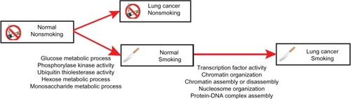 Figure 2 Hypothesized model of smoking-induced lung cancer based on our data.