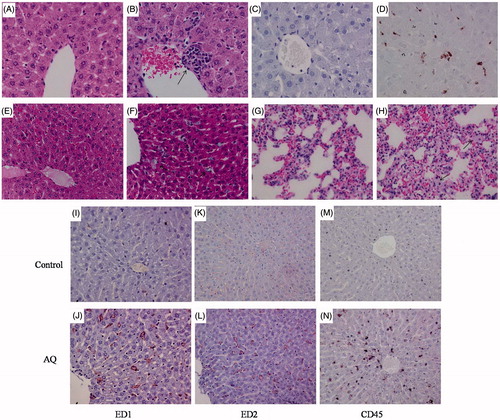 Figure 4. Histological and immunohistochemical staining of the liver from a representative male Wistar rat and a representative male BN rate treated with AQ (62.5 mg/kg/day) for 5 weeks. Wistar rats (A–D): (A) Liver of control (H&E). (B) Liver of AQ-treated rat; arrow shows inflammatory infiltrate (H&E). (C) Liver of control stained with an anti-ED1 antibody (450×). (D) Liver of AQ-treated rat; the ED1+ cells are stained brown (450×). BN rats (E–H, H&E staining, 450×): (E) Control liver. (F) Liver of AQ-treated rat, arrows show hypertrophic Kupffer cells. (G) Control lung. (H) Lung of AQ-treated rat; arrows show some hypertrophic cells. (I–N): Treatment of male BN rats with AQ for 5 weeks is associated with an increase in cells staining for ED1 (I–J), ED2 (K–L) and CD45 (M–N).