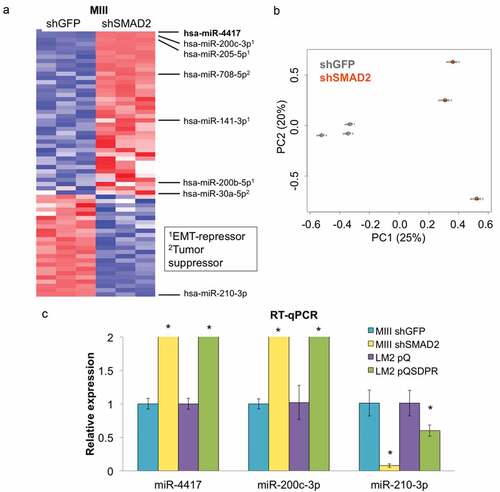 Figure 2. SMAD2 depletion induces the expression of miRNAs that inhibit EMT and suppress progression in TNBC cells. (a) Unbiased hierarchical clustering of relative miRNA levels in MIIIshGFP (n = 3) and shSMAD2 (n = 3) cells. Legend shows the reported roles of the indicated miRNAs in breast cancer. (b) Principal component analysis across 2578 miRNAs between the two groups of samples (MIIIshGFP vs shSMAD2). (c) The change in expression levels of the indicated miRNAs was measured in isogenic mesenchymal (MIIIshGFP, LM2pQ) and epithelial cells (MIIIshSMAD2, LM2pQSDPR) using RT-qPCR (*p < 0.05).