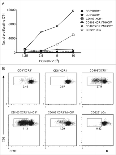 Figure 7. CD103+XCR1+ and CD103−XCR1+ migratory DCs cross-present cutaneous melanoma antigen to CD8+ T cells. (A) Proliferation of 5 × 104 CFSE-labeled OVA-specific CD8+ T cells (OT.I) after 60 h of culture together with serial dilutions of DC populations isolated from the tumor draining lymph nodes of mice bearing B16Kb−-OVA melanoma. (B) Representative dot plots of CFSE dilution on CD8+ OT.I cells co-cultured with 104 of each DC population. Numbers indicate the percentage of divided cells. Data are representative of two independent experiments, which showed a similar trend.