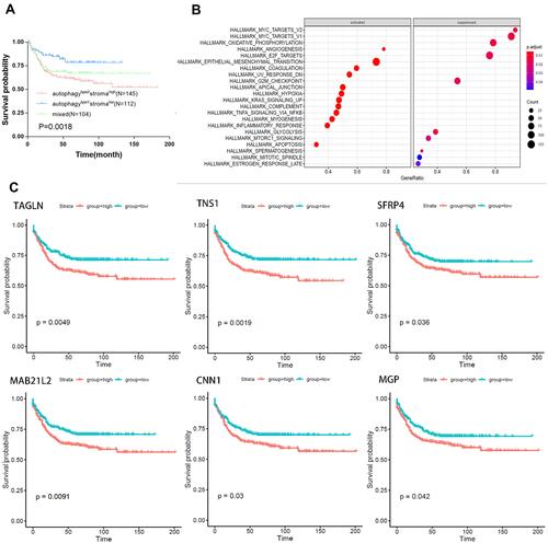 Figure 2 Identification and biological function of autophagy-stroma-related protective and risk DEGs. (A) Kaplan–Meier plot of overall survival for patients in three groups by combining the autophagy and stroma status. (B) Representative Gene Ontology terms enriched by the autophagy-stroma-related protective and risk DEGs. P-values were adjusted by false discovery rate. (C) Prognostic values of 6 hub genes in Colorectal cancer. Kaplan–Meier analyses were performed based on the median levels of hub genes.