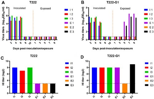 Figure 4. Airborne transmission of T222 (A) and T222-G1 (B) in ferrets. Ferrets (n = 3 per group) were inoculated with 106 EID50 of test virus in a 500-μl volume (250 μl per nostril). Twenty-four hours later, three naive ferrets were put into the adjacent cage for respiratory droplet transmission studies. After infection with the test virus, the nasal washes of ferrets were collected at the indicated d.p.i. for viral titers (A and B). HI antibody titers of the animals are shown (C and D). Each column represents a single ferret on the indicated d.p.i. Dashed lines represent the limit of detection.