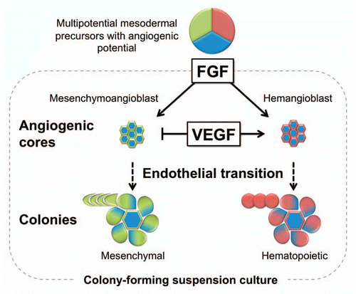 Figure 2 A model of mesoderm-derived MSC development from hESCs. Coculture with OP9 stromal cells predominantly induces hESC differentiation toward APLNR+ mesoderm. APLNR+ population contains angiogenic mesodermal precursors with either mesenchymal (mesenchymoangioblast) or hematopoietic (hemangioblast) potentials. Mesenchymoangioblasts and hemangioblasts arise sequentially during differentiation and can be revealed by MS and BL colony formation in response to FGF2. Development of MS and BL colonies in semisolid media proceed through a core stage at which APLNR+ cells form clusters of tightly packed cells with angiogenic potential. Subsequently, core-forming cells undergo EndMT giving rise to mesenchymal cells, which form a shell around the core developing into a mature MS colony. VEGF, EndMT inhibitor, blocks MS colony-formation at core stage. The ability of MS-CFCs to generate mesenchymal and endothelial cells can be revealed by coculture of individual colonies with OP9. Similar to MS colonies, BL colonies are formed through establishment of angiogenic core. However, hemangioblast core-forming cells undergo endothelial-hematopoietic transition and grew hematopoietic cells around the core.