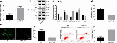 Figure 2. LncRNA WT1-AS suppressed proliferation and autophagy while promoted apoptosis of cervical cancer cells. a, The expression of lncRNA WT1-AS measured by RT-qPCR. b-c, The protein expression of Beclin1, Bcl-1, LC3II, LC3I, Cleaved-caspase3 and Bax determined by Western blot assay. d, The proliferation rate of cancer cells transfected with oe-WT1-AS detected by EdU staining. e, The autophagy of cancer cells transfected with oe-WT1-AS detected by MDC staining. f, Analysis of cell apoptosis in cancer cells transfected with oe-WT1-AS analyzed by flow cytometry. * p < 0.05 compared with negative control (NC) plasmids transfected cells. The above results are all measurement data, expressed as mean ± standard derivation. The unpaired t-test was used and the cell experiment was repeated three times. EdU, 5-ethynyl-2ʹ-deoxyuridine; MDC, Monodansylcadaverine; Bax, Bcl2 associated X, apoptosis regulator; Bcl-2, B cell leukemia/lymphoma 2; LC3I/II, microtubule-associated protein 1 light chain 3; ANOVA, analysis of variance; NC, negative control