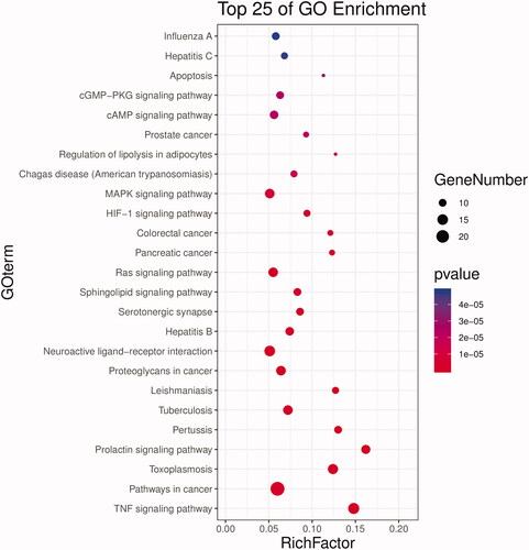 Figure 7. Pathway enrichment analysis of candidate targets for HXP in MI.