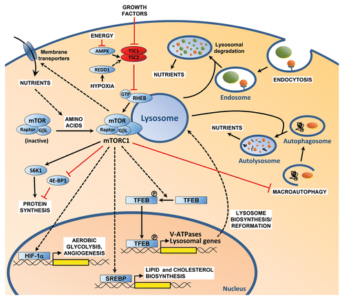 Figure 1 mTORC1 in cell growth control.