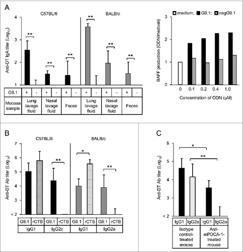 Figure 2. Nasally administered G9.1 stimulates mucosal and systemic immune responses in mice. The administration of diphtheria toxoid (DT) and G9.1 induced secretory IgA (sIgA) antibody (Ab) production in the mucosa, in conjunction with the increase of BAFF (B cell activating factor belonging to the tumor necrosis factor family) production in splenocytes (A). IgG1 and IgG2a/c Abs were also detected in serum samples, but the latter was detected only with G9.1 and not with rCTB (B). The effect of G9.1 was pDC-dependent (C). *P < 0.05 and **P < 0.01 in analysis of variance or t tests; n = 5 in (A) and (B) and n = 4 in (C). Reproduced with permission from Maeyama et al.Citation26