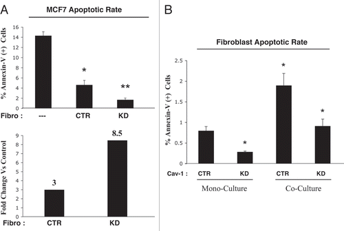 Figure 11 Loss of Cav-1 in fibroblasts protects adjacent MCF7 cells against apoptosis. MCF7 cells were co-cultured for 72 hours with hTERT-fibroblasts carrying either a GFP (+) control shRNA (CTR) vector or a GFP (+) Cav-1 shRNA (KD) vector. Corresponding homotypic cultures were established in parallel. Then, the cells were subjected to annexin-V staining and analyzed by FACS. Thus, the GFP (+) and GFP (−) cells represent hTERT-fibroblasts and MCF7 cells, respectively. (A) MCF7 cell apoptotic rate: Cav-1 knockdown fibroblasts protect MCF7 cells against apoptosis. MCF7 cells co-cultured with CTR-fibroblasts show an ∼3-fold reduction in apoptosis, as compared to MCF7 cells cultured alone. However, co-cultures with KD fibroblasts provide MCF7 cells with a greater protection against apoptosis (8.5-fold decrease in apoptotic rate compared to MCF7 cell mono-cultures). The upper graph represents the percentage of annexin-V (+) cells. The lower graph represents the fold change versus MCF7 cells cultured in the absence of fibroblasts. *p ≤ 0.0002, **p ≤ 0.0000006 versus MCF7 cells cultured alone. *p ≤ 0.02 versus Cav-1 KD (Student's t-test). (B) Fibroblast apoptotic rate: Cav-1 knockdown protects fibroblasts against apoptosis. In homotypic cultures, KD fibroblasts are protected by 2.7-fold against apoptosis as compared to CTR fibroblasts. In addition, CTR fibroblasts co-cultured with MCF7 cells display a 2.4-fold increase in apoptosis, compared to CTR mono-cultures. Interestingly, co-cultured KD fibroblasts exhibit a 2-fold decrease in apoptosis compared to co-cultured CTR fibroblasts. These results suggest that a loss of Cav-1 protects fibroblasts in co-culture against apoptosis. *p = 0.03 versus the other three experimental conditions (Student's t-test).