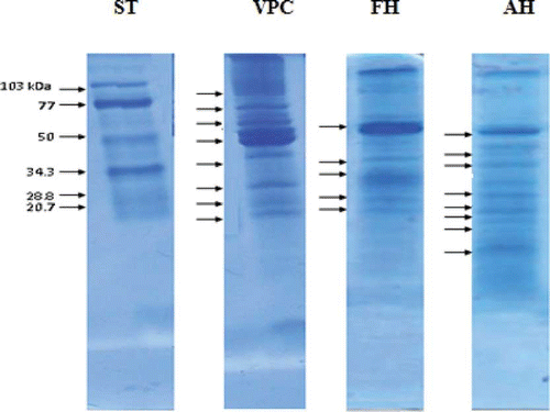 Figure 3 SDS-PAGE pattern of V. unguiculata protein concentrate and hydrolysates after treatment with Alcalase® or Flavourzyme®. ST = Standard; VPC = V. unguiculata protein concentrate; AH = Alcalase® hydrolysate; FH = Flavourzyme® hydrolysate. (Color figure available online.)