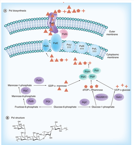 Figure 6.  Psl (A) biosynthesis and (B) chemical structure.