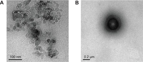 Figure 8 Transmission electron microscope images of the febrifugine-loaded ethosomes.Notes: (A) The overview of the morphology of febrifugine-loaded ethosomes; (B) the specific morphology of febrifugine-loaded ethosomes.
