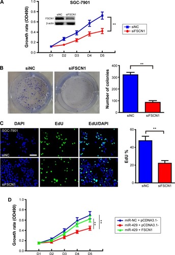 Figure 4 Fascin-1 (FSCN1) depletion mimics the effect of miR-429 and its overexpression rescues the growth defect of miR-429.