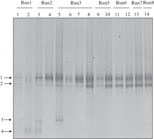 Figure 5. DGGE profile of tmoA-like gene amplicons collected from the nutrient reservoir tank of RSB. Arrows indicate the excised band.
