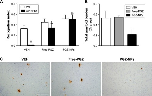 Figure 7 In vivo evaluation of PGZ-NPs.Notes: (A) Memory performance of treated animals in the two-object recognition test. APP/PS1 animals treated with vehicle showed cognitive impairment when compared with wild-type littermates. In contrast, Free-PGZ and PGZ-NPs treatment reduced the memory impairment in APP/PS1 mice. (B) Cortical Aβ burden is not significantly modified in treated APP/PS1 mice, in spite of the tendency to decreased deposition in NP-PGZ-treated animals. (C) Representative images of Aβ immunoreactivity in cortical sections of APP/PS1 mice chronically treated with Free-PGZ, PGZ-NPs or vehicle. Scale bar=200 µm. Data are expressed as the mean ± SEM. **P<0.01 compared to WT animals. $P<0.05, $$P<0.01 compared to vehicle group.Abbreviations: PGZ-NPs, PGZ-loaded nanoparticles; PGZ, pioglitazone; WT, wild-type; VEH, vehicle.