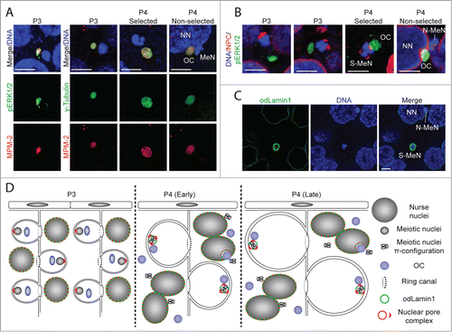 Figure 3. Kinase activity at OCs and rearrangement of the nuclear envelope of meiotic nuclei. (A) Activation of the MAPK pathway and phosphorylation of meiotic substrates occurs at OCs, analogous to MTOCs (gamma-tubulin staining), as indicated by pERK1/2 and MPM-2 stainings, respectively. MeN, meiotic nucleus; NN, nurse nucleus. (B) OCs are positioned toward the vegetal pole of pro-oocytes, opposite clustered nuclear pore complexes (NPCs) at the animal pole in P3.Citation7 In selected pro-oocyte meiotic nuclei (S-MeN), NPCs form clusters at the OC-nucleus interface at P4. Non-selected meiotic nuclei (N-MeN) associate with nurse nuclei, along with OCs which localize within a large invagination of the nurse nuclear envelope. (C) Nurse nuclei and selected meiotic nuclei of P4 ovaries are bounded by O. dioica lamin1,Citation44 whereas no odLamin1 was observed surrounding non-selected meiotic nuclei. D) Schematic representation of events in the coenocyst during P3 and P4, illustrating NPC, OC, and lamin dynamics from pre- to post-selection of meiotic nuclei. (A-C) Scale bars = 5 μm.