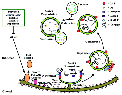 Figure 1. Autophagy in mammalian cells. After induction of autophagy by the inhibition of MTOR in response to various stimuli, the ULK complex is activated and translocated to the rough ER followed by subsequent recruitment of the class III PtdIns3K complex (which includes BECN1) and the generation of its substrate PtdIns3P. Effector proteins (e.g., ZFYVE1, WIPIs) are then recruited to the ER and eventually result in the formation of a phagophore/omegasome, which develops into the autophagosome. Next, cargo is recruited to the autophagic machinery possibly via a ligand-receptor-scaffold complex that ultimately interacts with LC3-II. Two ubiquitin-like conjugation systems (ATG12–ATG5 and LC3–PE) are required for the expansion of the phagophore and completion of the autophagosome. Finally, the maturation of autophagosomes takes place when they fuse with acidic lysosomes to form autolysosomes where the cargo is degraded by lysosomal enzymes.