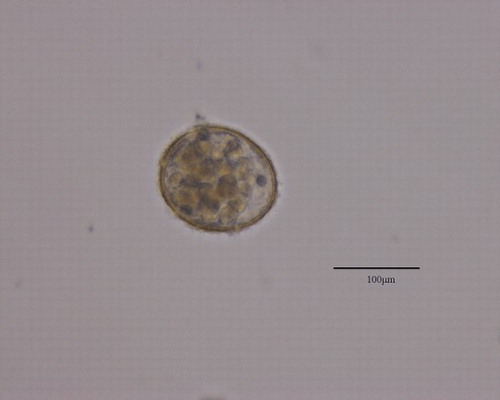 Figure 1. GAMB10-treated (1 mg L–1) Evechinus chloroticus embryo 96 h post-fertilisation showing lack of body structure during development.