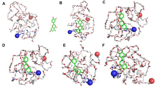 Figure 2 The interaction mode of luteolin and Fa-PEG-PCL copolymer in the water environment. (A) Initial structure of a complex composed of luteolin and Fa-PEG-PCL copolymer; conformations (B–F), respectively, represent 50 ps, 100 ps. Images of composites captured at 200 ps, 300 ps and 400 ps. The Fa-PEG-PCL copolymer is depicted by a thin rod. Luteolin is represented by a thick bar with green carbon atoms. The spherical structure represents the two terminal heavy atoms of the Fa-PEG-PCL copolymer.