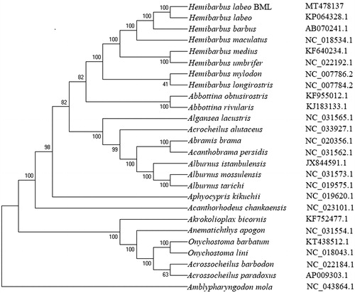 Figure 1. The phylogenetic analysis of H. labeo BML and other Cyprinidae fishes based on the mitogenome sequences.