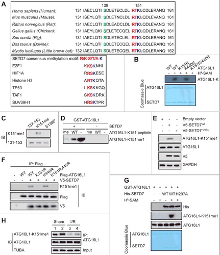 Figure 4. SETD7 monomethylates ATG16L1 on lysine 151 in vitro and in vivo. (A) Alignment of the consensus amino acid residues adjacent to lysine targeted by SETD7, and identification of a putative SETD7 methylation site in ATG16L1. The consensus SETD7 recognition sequence, the lysines targeted for methylation by SETD7 in known substrates, and the methylated lysine are shown in red in each case. (B) In vitro methylation of various purified ATG16L1 mutants by SETD7. (C) An anti-ATG16L1-K151me1-specific antibody is characterized. ATG16L1 peptide substrates: 137–153, TISDLETECLDLRTKLC; K151me, TISDLETECLDLRTKmeLC; S139P, TIpSDLETECLDLRTKLC, (me, methylation; p, phosphorylation). (D) GST-ATG16L1 (1 μg) was methylated in vitro with or without 0.5 μg recombinant SETD7. The mixture sample was analyzed with the anti-ATG16L1-K151me1 antibody, in the presence of 10 μg/ml competing wild-type or mono-methylated K151 peptide. (E) The effect of ectopically expressed SETD7 and SETD7H297A on K151me1 of endogenous ATG16L1 in HEK293T cells was analyzed. (F) Methylation analysis of Flag-ATG16L1 and mutants by SETD7 was performed in transfected HEK293T cells. (G) In vitro methylation was carried out with GST-ATG16L1, H3-SAM recombinant His-SETD7, and His-SETD7H297A. Coomassie Brilliant Blue staining and immunoblotting were used to display methylation and protein levels, respectively. (H) Western blotting was subsequently performed to analyze the methylation status of ATG16L1 after mouse hearts were subjected to I/R.