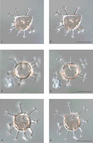 Plate 9. Topotype material of the distinctive Early Cretaceous skolochorate dinoflagellate cyst species Oligosphaeridium abaculum. The photomicrographs were all taken using differential interference contrast (DIC). All the specimens are from British Geological Survey (BGS) offshore United Kingdom borehole 77/80B at 78.95 m. Borehole 77/80B was drilled during June 1977, 30 km northeast of Unst, Shetland Isands in the East Shetland Basin, northern North Sea (Davey Citation1979a). The sample is at the terminal depth in this well and is of a Lower Barremian mudstone within the Cromer Knoll Group (undivided). The palynomorph preparation is BGS registration number CSC 1824. Note the subcircular dorsoventral outline of the cyst body, the prominent hollow, distally open, expanded and furcate plate-centred processes, and the apical archaeopyle. This species is unique in that it exhibits low sutural ridges which define a standard gonyaulacacean tabulation pattern. The formula is 1pr, 4', 6'', 6c, 6''', 1p, 1'''', 5s. Oligosphaeridium abaculum is a reliable marker for the Late Hauterivian to the earliest Barremian interval (Costa & Davey Citation1992). In the North Sea, it is common throughout its relatively short range, which spans the latest Hauterivian to earliest Barremian (Simbirskites marginatus ammonite biozone to within the Simbirskites variabilis ammonite biozone) in the central North Sea according to Duxbury (Citation2001, fig 17). Its biogeographical distribution in the North Sea indicates that Oligosphaeridium abaculum was a high-latitude, Boreal species.Figures 1, 2. British Geological Survey (BGS) specimen number MPK 14563, slide CSC 1824/6, England Finder coordinate J62/4. A loisthocyst in ventral view, high and low focus, respectively. Note the prominent sulcal notch, and the faintly indicated cingulum and sulcus in 1. The cyst body is 49 μm long and 60 μm wide, the overall length and width are both 95 μm, and a typical processes is 27 μm in length. The scale bar in 2 represents 50 μm.Figures 3, 4. BGS specimen number MPK 14564, slide CSC 1824/3, England Finder coordinate H67. A loisthocyst in antapical view, low and high focus, respectively. The sulcus is uppermost in both photomicrographs. Note the principal archaeopyle suture in figure 3, and the antapical (1'''') and surrounding postcingular plates in figure 4. The diameter of the cyst body is 53 μm, the overall diameter is 102 μm and a typical processes is 31 μm long. The scale bar in figure 4 represents 50 μm.Figures 5, 6. BGS specimen number MPK 14565, slide CSC 1824/6, England Finder coordinate F57/4. A loisthocyst in oblique dorsal view, low and high focus, respectively. Note the prominent sulcal notch in figure 5; the as and 6'' plates are especially prominent. The central plate in figure 6 is the middorsal postcingular (4'''); note also the narrow cingulum. The cyst body is 60 μm long and 56 μm wide, the overall length and width are 129 μm and 111 μm, respectively, and a typical processes is 40 μm in length. The scale bar in 6 represents 50 μm.